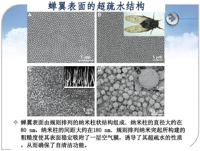 蟬翼表面的超疏水結構